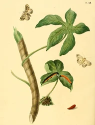 Phalaena ditrapezium